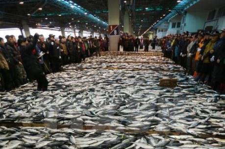 FAO cảnh báo về tình trạng đánh bắt cá bừa bãi 