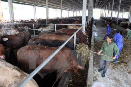 Giá bò thương phẩm giảm mạnh