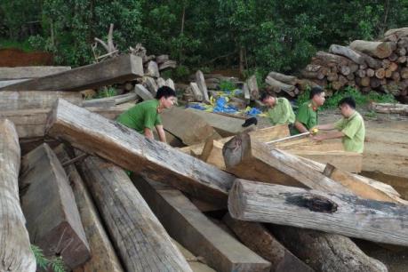 Phát hiện doanh nghiệp tàng trữ khối lượng lớn gỗ lậu