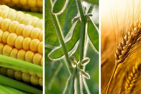 Giá ngô, lúa mỳ và đậu tương tuần qua cùng giảm