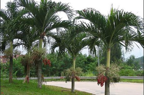 Trà Vinh khuyến cáo nông dân không phá vườn cây ăn trái để trồng cau
