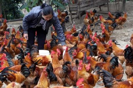 Nhiều ứng dụng khoa học trong ngành chăn nuôi đạt hiệu quả cao