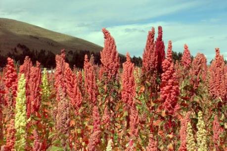 Quinua - "hạt vàng" của Bolivia