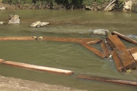 Quảng Nam: Hoàn thiện hồ sơ khởi tố vụ khai thác trái phép gỗ pơ mu