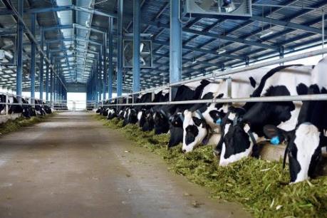 Chăn nuôi công nghệ cao có xu hướng phát triển mạnh