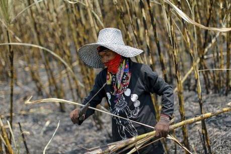 Thái Lan: Sản lượng đường giảm gần 1 triệu tấn