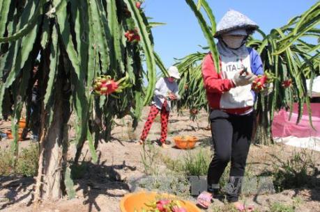 Bình Thuận: Xử lý tình trạng thương lái Trung Quốc kinh doanh trái phép