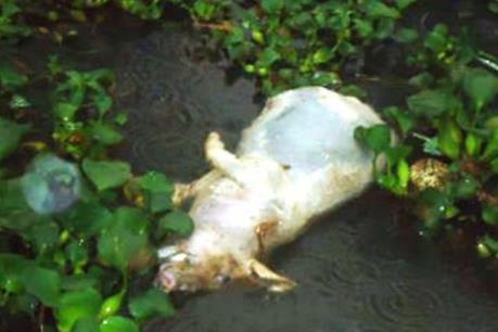 Phát hiện hàng trăm xác heo chết tại khu vực thượng nguồn sông Sài Gòn