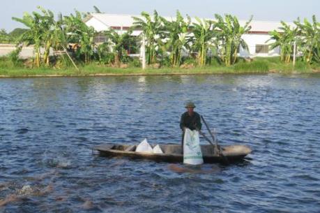 Hải Dương: Không có hiện tượng cá chết trắng sông