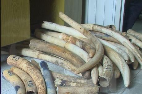 Hà Nội phát hiện lô ngà voi lớn