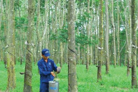 PHR: 6 tháng ước lãi trước thuế 55,74 tỷ đồng