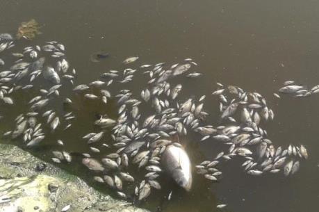 Xác định nguyên nhân cá chết hàng loạt ở Cẩm Phả (Quảng Ninh) 