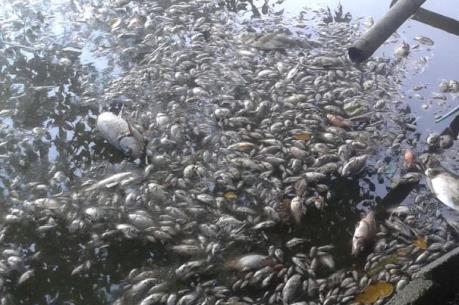 Cá chết trắng hồ Mật Sơn, bốc mùi hôi tanh nồng nặc