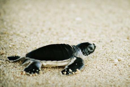 Madagascar thu giữ 260 rùa con tại sân bay quốc tế