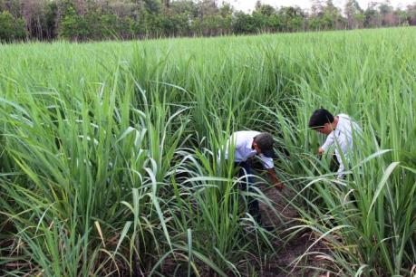Rà soát lại quy hoạch vùng nguyên liệu cho nhà máy mía đường