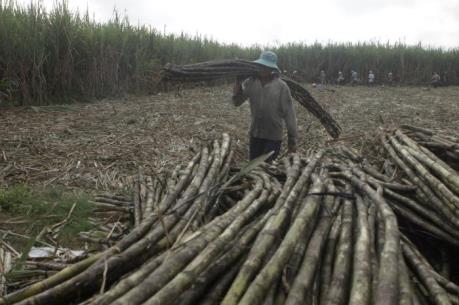 Tây Ninh rút ngắn thời gian thu hoạch mía để giảm thiệt hại cho nông dân