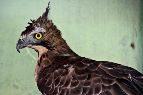 Nhiều loài chim ở Indonesia đối mặt với nguy cơ tuyệt chủng