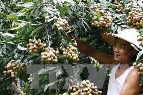 Hòa Bình: Lô nhãn Sơn Thủy đầu tiên sang châu Âu