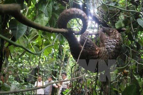 Chi cục Kiểm lâm Tây Ninh cấp phép gây nuôi thương mại tê tê trái quy định