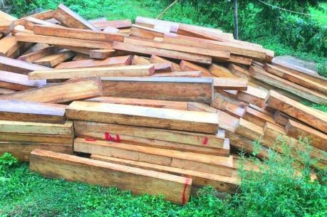 Thủ tướng yêu cầu điều tra vụ phá rừng pơ mu tại Quảng Nam