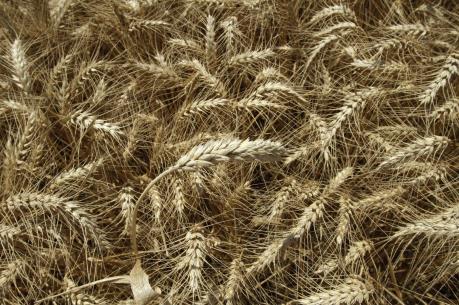 Ngành lúa mì nước Anh hưởng lợi từ Brexit