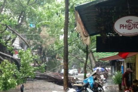 Hà Nội công khai danh tính đơn vị trồng cây xanh chưa đúng quy cách gây đổ hàng loạt