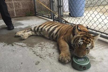 WWF kêu gọi đóng cửa tất cả các cơ sở và trại nuôi hổ ở châu Á