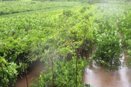 Ảnh hưởng của bão số 1: Hà Nội khẩn trương "cứu" rau màu ngập úng