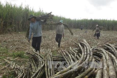 Minh bạch trong nhập khẩu đường