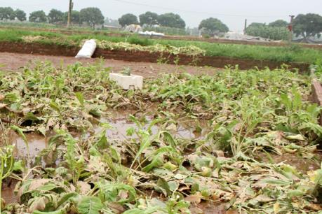 Ảnh hưởng của bão số 1: Hà Nội khắc phục gần 6.400 ha lúa và rau màu bị ngập úng