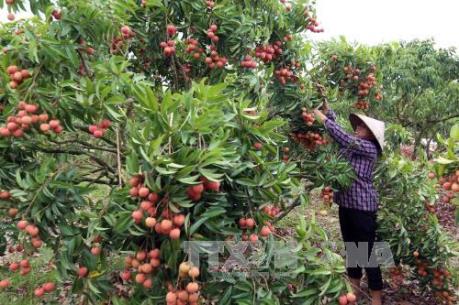 Sản vật Việt: Làm gì để có thương hiệu lớn?