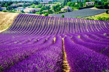 Ngắm cánh đồng hoa oải hương tuyệt đẹp trên đất Pháp