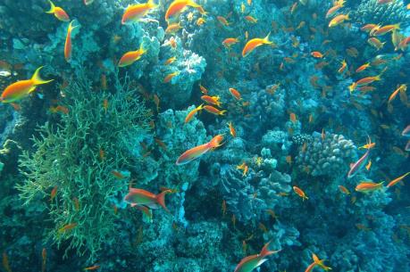 Biển xanh "nắm giữ" nền kinh tế lớn thứ bảy thế giới 