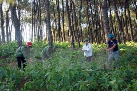 Hơn 1.700 ha đất lâm nghiệp tỉnh Gia Lai bị biến thành đất sản xuất