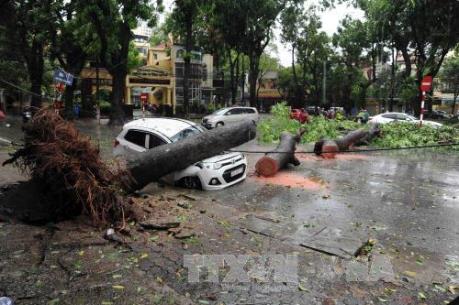 Nguyên nhân cây gẫy đổ hàng loạt trong cơn bão số 1 tại Hà Nội