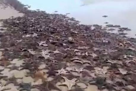 Sao biển chết hàng loạt trôi dạt vào bờ biển Australia