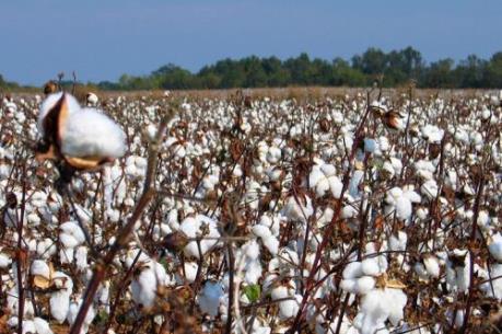 Tập đoàn giống cây trồng lớn nhất thế giới Monsanto gặp khó tại Ấn Độ