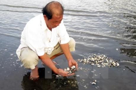 Nghêu chết hàng loạt ở xã Đất Mũi (Cà Mau)