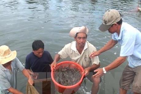 Kiểm soát "đầu vào" và vệ sinh ATTP ở tất cả các hình thức nuôi tôm