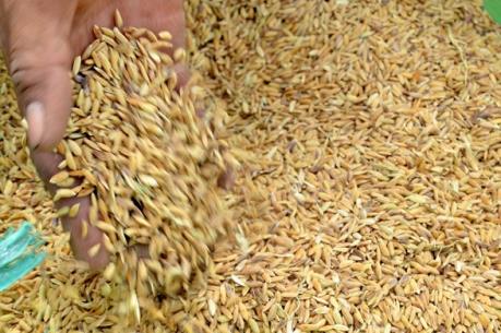 Hỗ trợ giống cây trồng cho các tỉnh bị thiệt hại do bão số 1