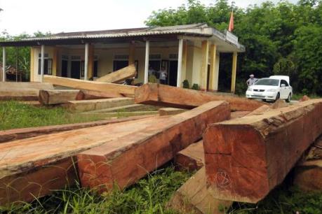 "Lâm tặc" ngang nhiên tàn phá rừng phòng hộ Vĩnh Linh