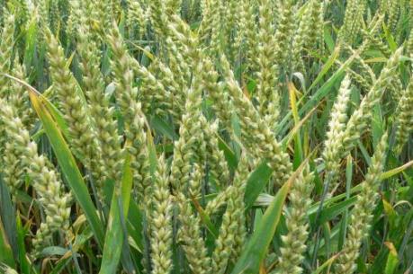 FAO: Giá lương thực, thực phẩm tiếp tục tăng trong tháng 10/2016