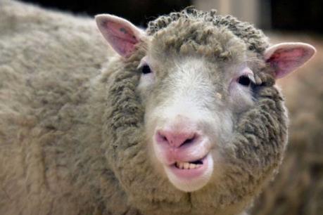 Hành trình 20 năm ứng dụng nhân bản vô tính trong y học