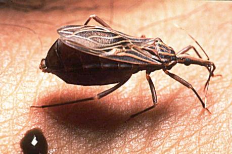 Tìm ra loại thuốc mới cho "bộ ba" bệnh nhiệt đới