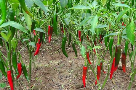Giá ớt tăng cao kỷ lục, người trồng ớt lãi lớn