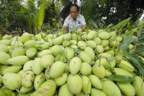 Mỹ tiến tới cho phép nhập khẩu xoài tươi và vú sữa của Việt Nam