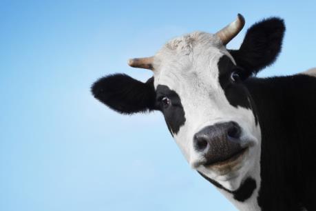 Chứng khoán sáng 11/8: VNM thăng hoa, Vn-Index vượt mốc 650 điểm