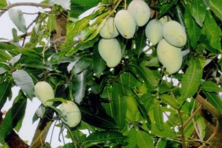Giá xoài tại Đồng Tháp giảm mạnh