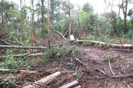 Kỷ luật 3 cán bộ bảo vệ rừng phòng hộ Nam Cát Tiên