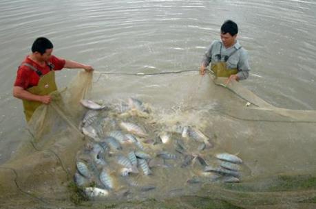 Xuất khẩu cá rô phi sẽ tăng trưởng mạnh